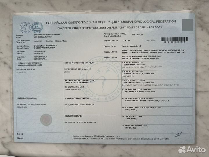 Вязка джек Рассел терьер