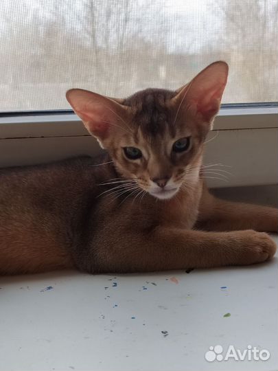 Абиссинский котёнок