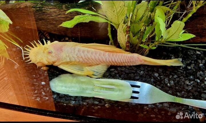 Аквариумные рыбки