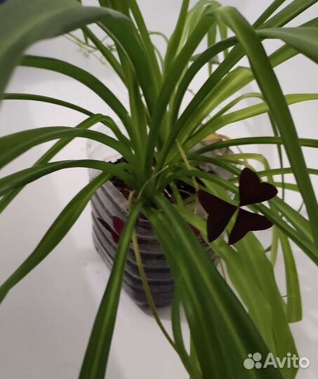 Домашние цветы