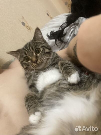 Умная кошка