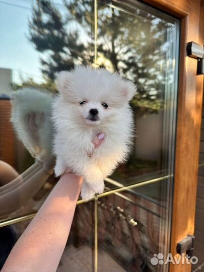 Померанский шпиц мини девочка