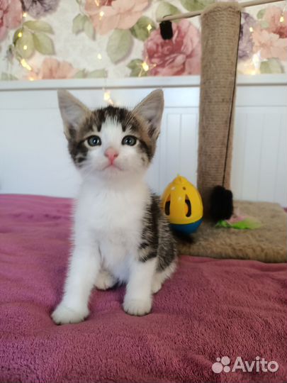 Котята от домашней кошки