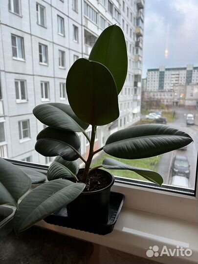Фикус каучуконосный большой