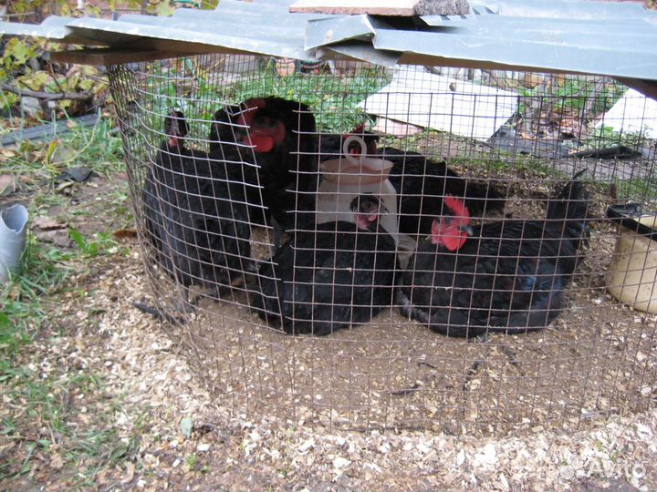 Мясо Цесарка,голошейка,кучинские и петушки,бройлер