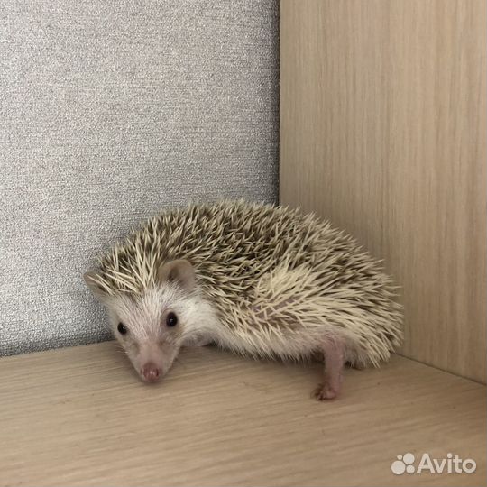 Ежата