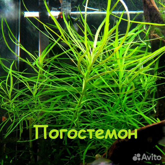 Аквариумные растения (набор)