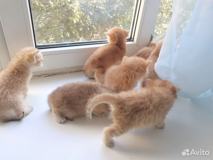 Котята драгоценного окраса