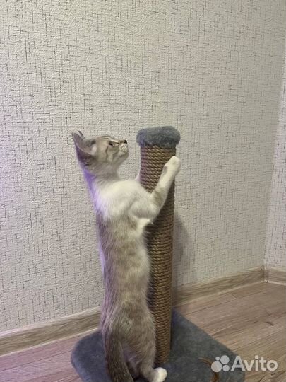 Котенок (мальчик)