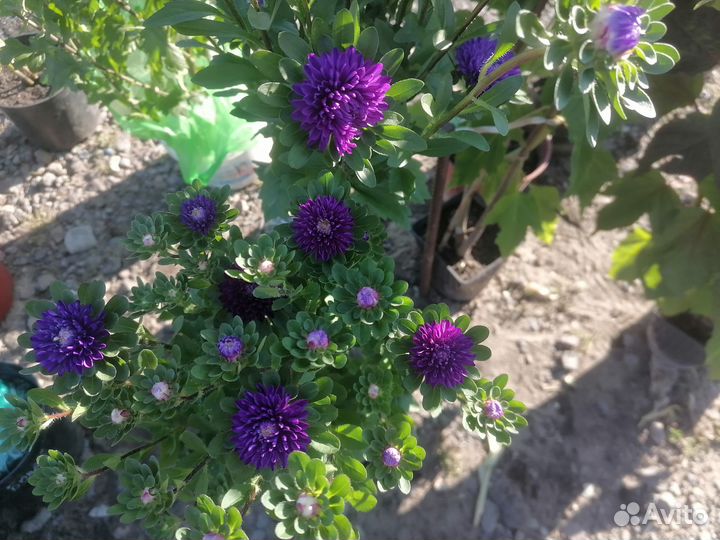 Для озеленения, украшения участков