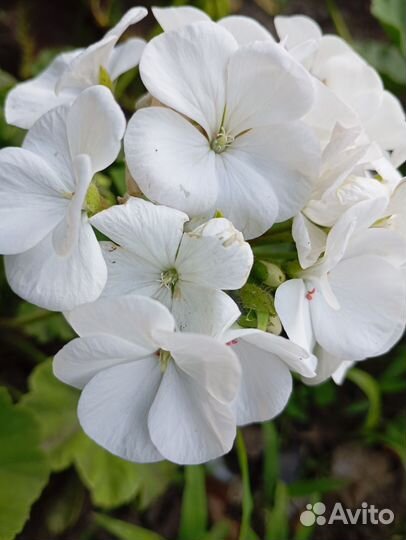 Пеларгония