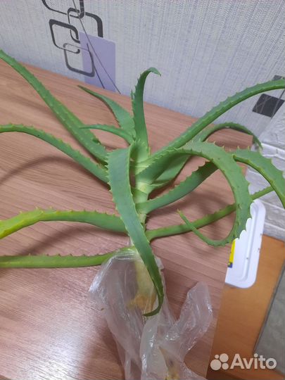 Сансевиерия, алоэ, колеос