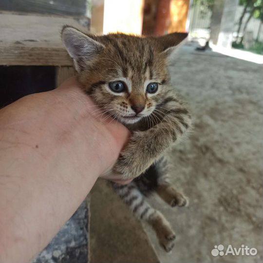 Отдам в добрые руки маленьких котят