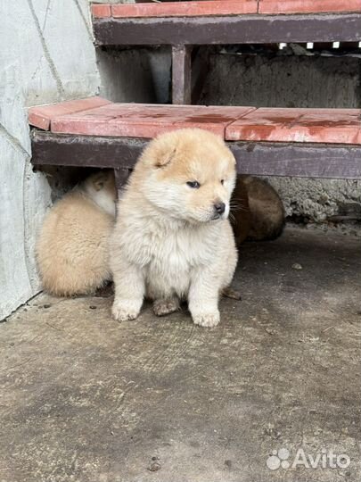 Собака в добрые руки щенок