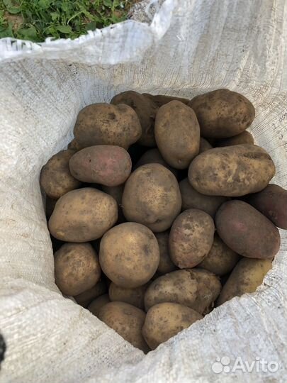 Продажа Домашнего Картофеля