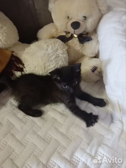 Кошки в добрые руки бесплатно