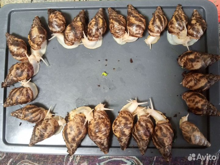 Улитята ахатины Ретикулята