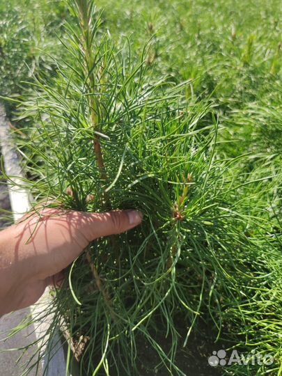 Саженцы сосны обыкновенной зкс в розницу