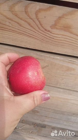 Яблоки оптом