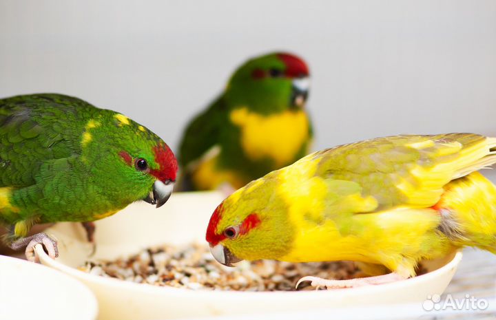 Какарик лучшие птенцы для Вас