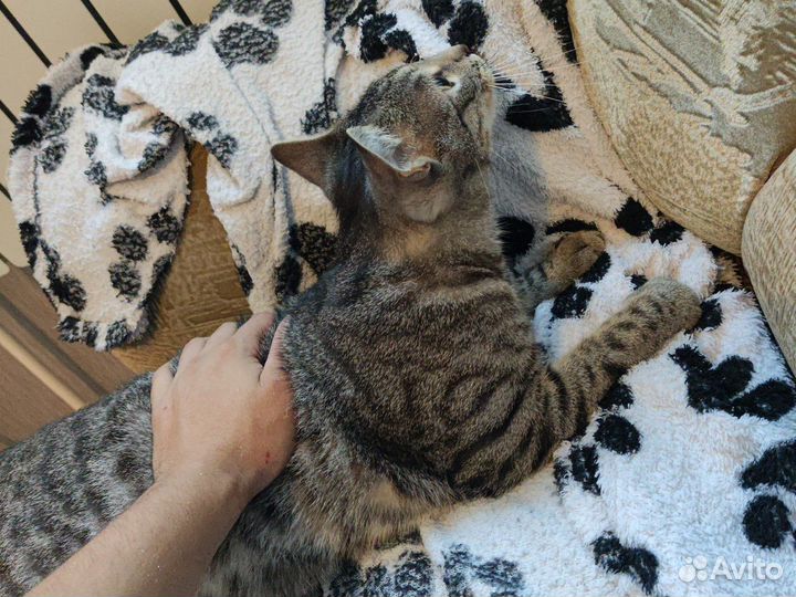 Отдам кота в добрые руки