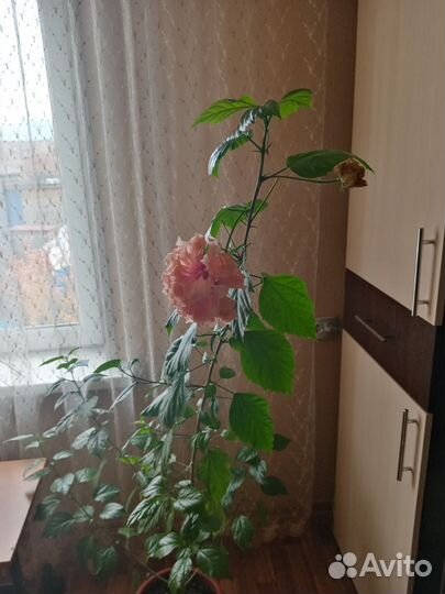 Гибискус китайская роза