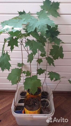 Канадский клен