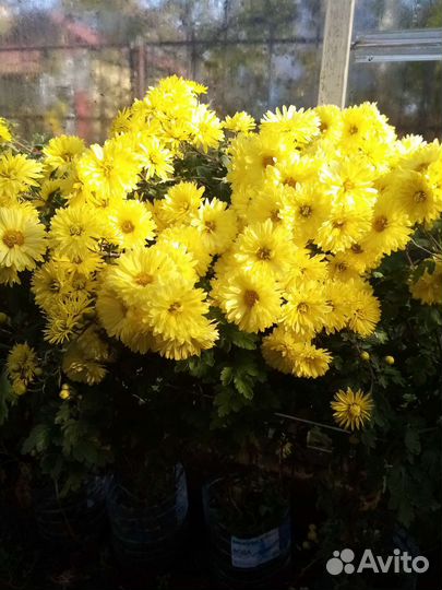 Хризантема