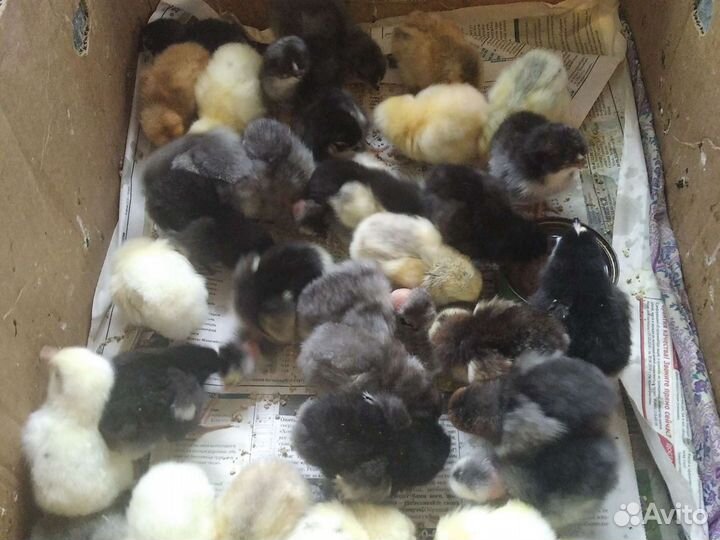 Цыплята суточные/подрощенные
