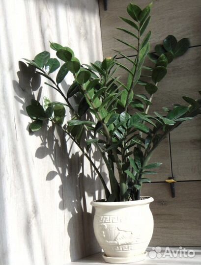 Фотоаппарат Sony DSC H300