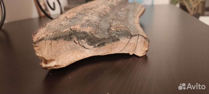 Продам бивень мамонта