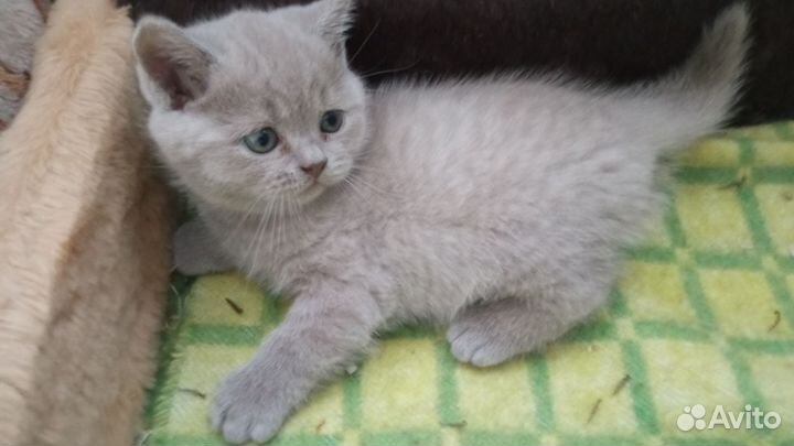 Британские котята
