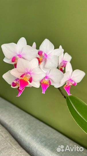 Орхидея фаленопсис белая