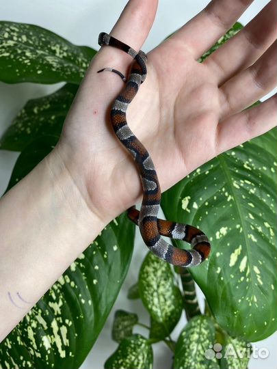 Змеи/полозы/ужи разные