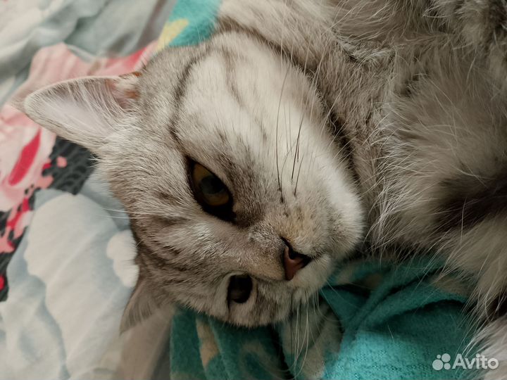 Домашние животные кошки бесплатно