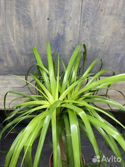 Бутылочное дерево нолина