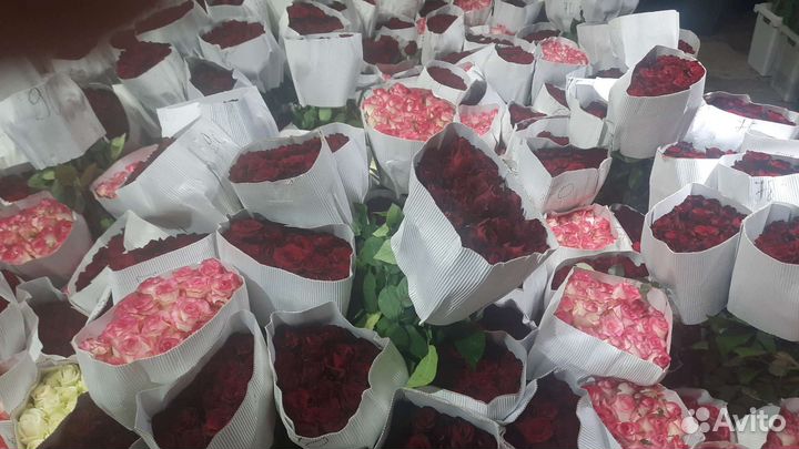 Розы от 40 см до 1 метра