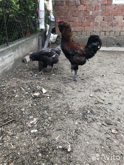 Гергебельские куры