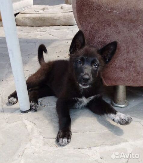 Щенок девочка метис лайки