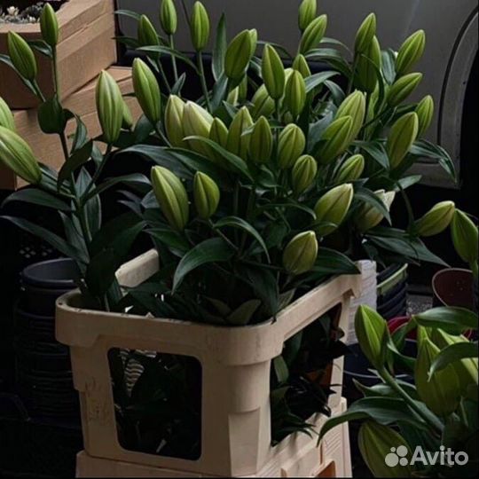 Лилии Голландские опт