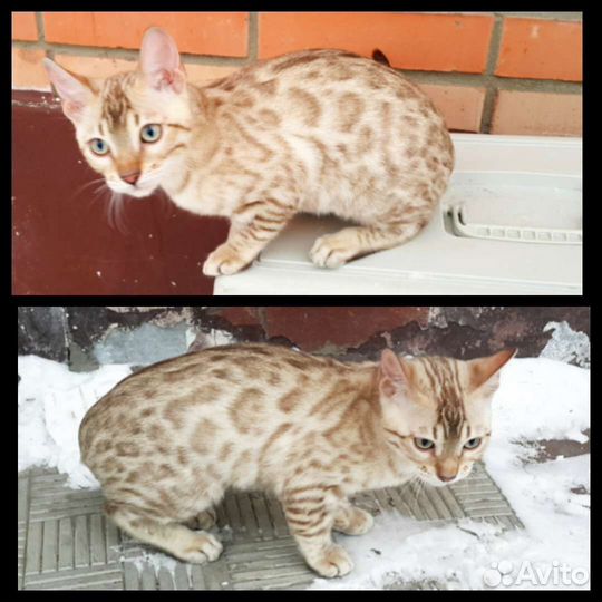 Бенгальские котята. Вязка с бенгальским котом