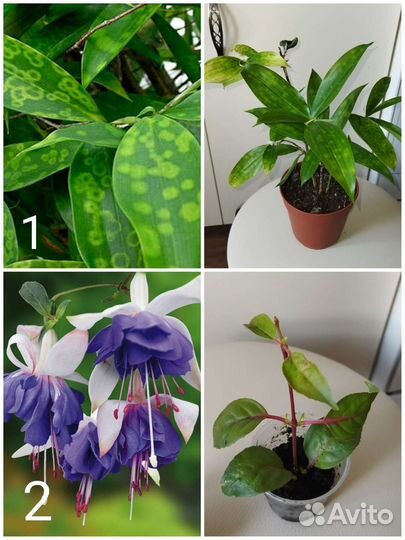 Комнатные растения, много разных (3)