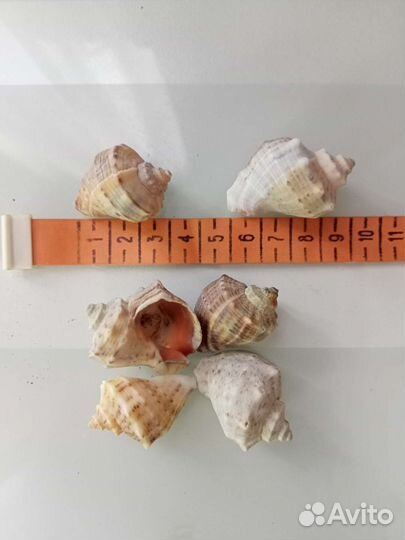 Морские ракушки раковины