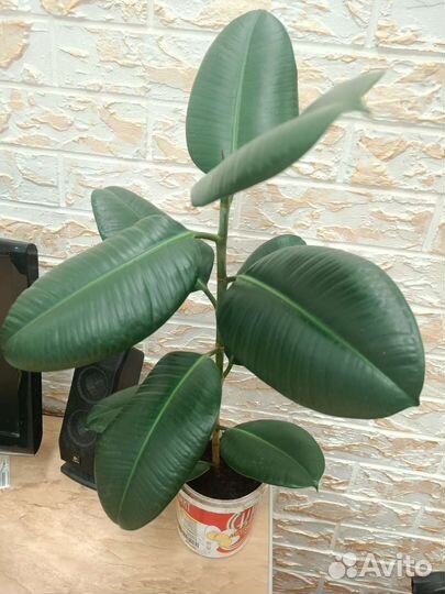 Фикус денежное дерево