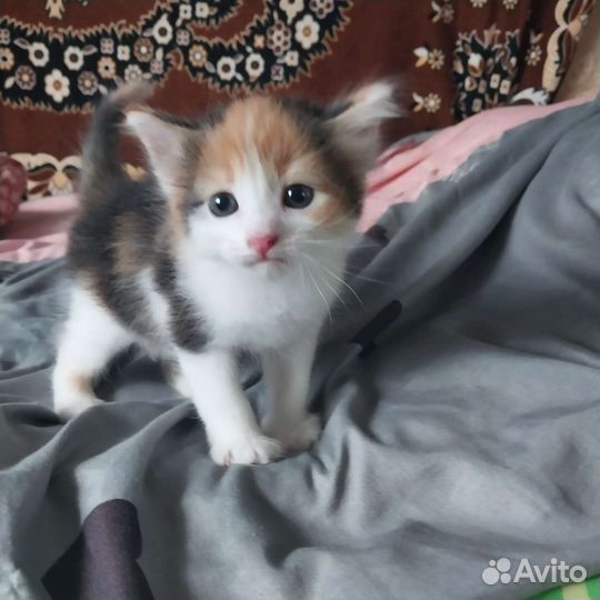 Кошка