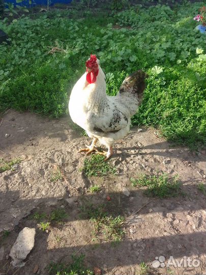 Петухи