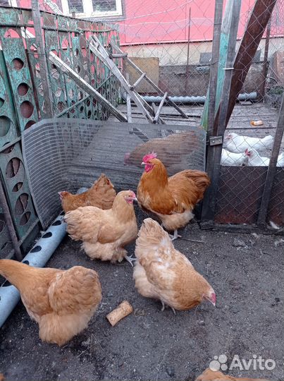 Инкубационное яйцо орпингтона