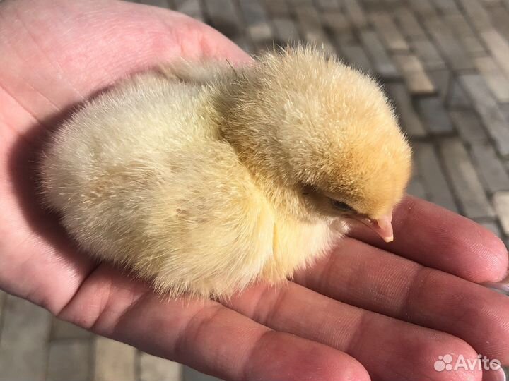 Цыплята суточные петушки