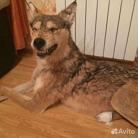 Изготовление чучел животных