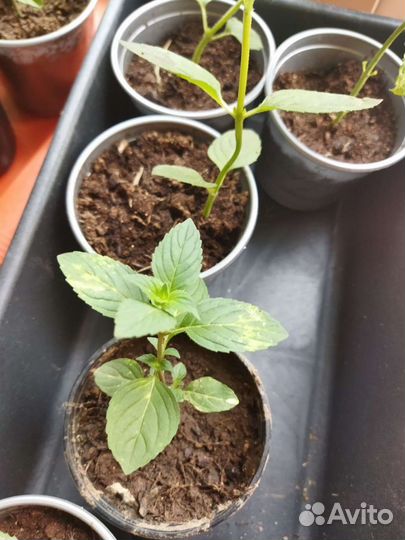 Мята 46 сортов, черная смородина,яблочная